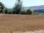Site Clearing